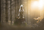 American Staffordshire Terrier