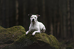 American Staffordshire Terrier