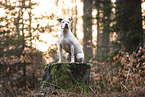 American Staffordshire Terrier