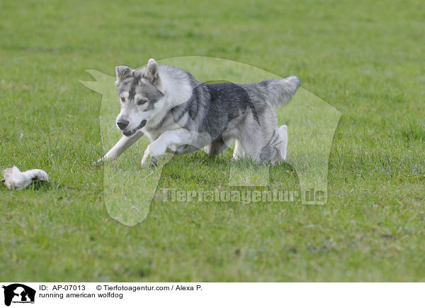 rennender Amerikanischer Wolfshund / running american wolfdog / AP-07013