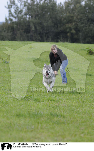 rennender Amerikanischer Wolfshund / running american wolfdog / AP-07014