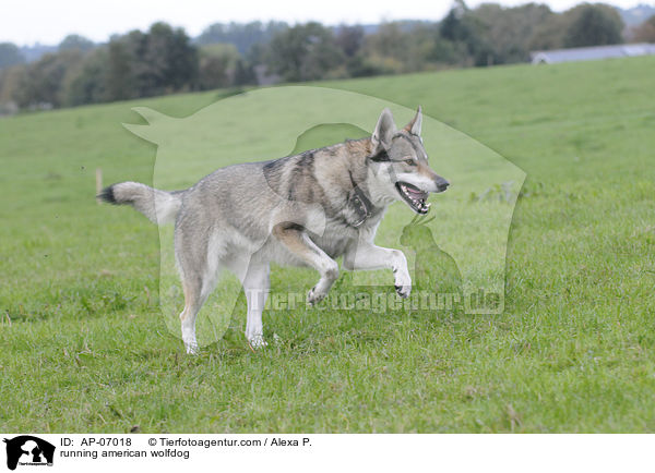 rennender Amerikanischer Wolfshund / running american wolfdog / AP-07018