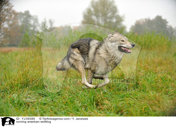 running american wolfdog / YJ-09389