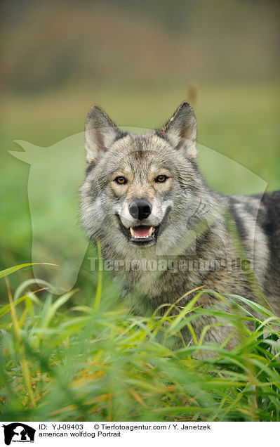 Amerikanischer Wolfshund Portrait / american wolfdog Portrait / YJ-09403
