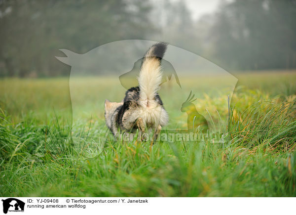 rennender Amerikanischer Wolfshund / running american wolfdog / YJ-09408