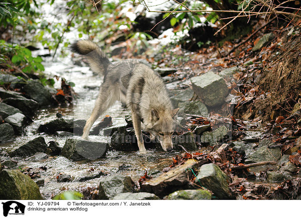 trinkender Amerikanischer Wolfshund / drinking american wolfdog / YJ-09794