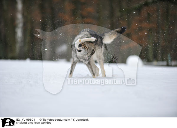Amerikanischer Wolfshund schttelt sich / shaking american wolfdog / YJ-09801