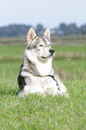 american wolfdog