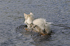 swimming american wolfdog