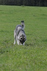 digging american wolfdog