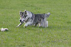 running american wolfdog