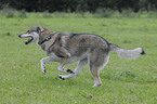running american wolfdog