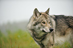 american wolfdog Portrait