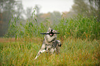 playing american wolfdog