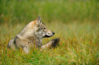 lying american wolfdog