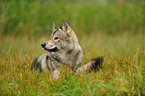 lying american wolfdog