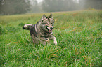 running american wolfdog