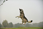jumping american wolfdog