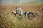 american wolfdog