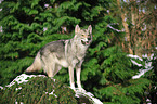 american wolfdog