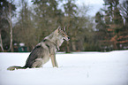 sitting american wolfdog