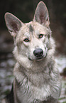 American Wolfdog Portrait