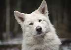 American Wolfdog Portrait