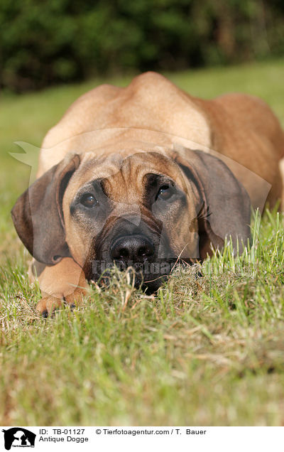 Antikdogge / Antique Dogge / TB-01127