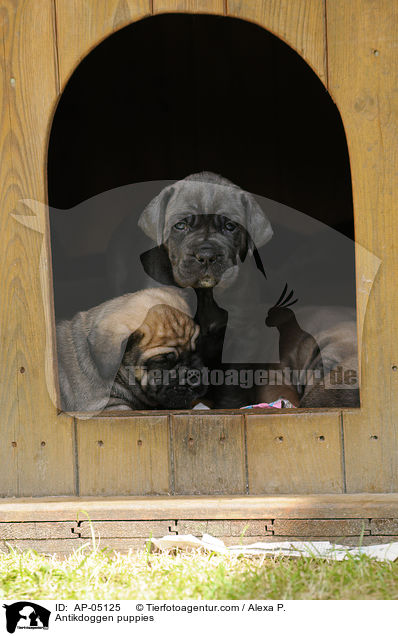 Antikdoggen Welpen / Antikdoggen puppies / AP-05125