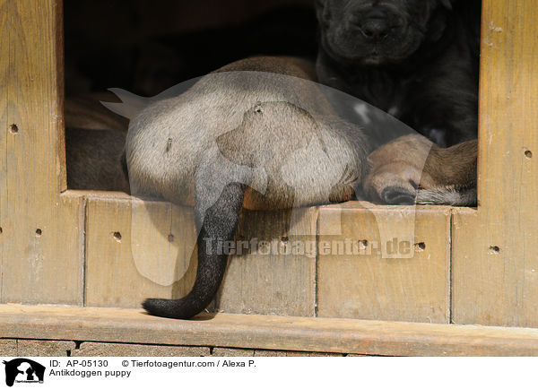 Antikdoggen Welpe / Antikdoggen puppy / AP-05130