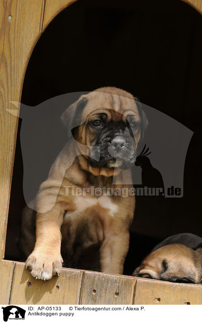 Antikdoggen Welpe / Antikdoggen puppy / AP-05133