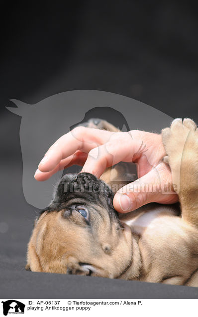 spielender Antikdoggen Welpe / playing Antikdoggen puppy / AP-05137