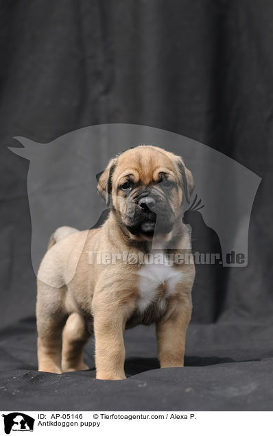 Antikdoggen puppy / AP-05146