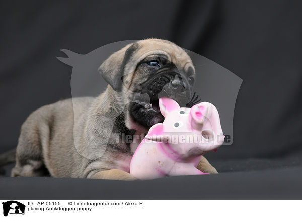 spielender Antikdoggen Welpe / playing Antikdoggen puppy / AP-05155