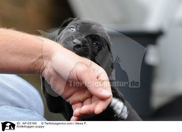 Antikdoggen Welpe / Antikdoggen puppy / AP-05169