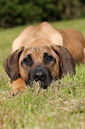Antique Dogge