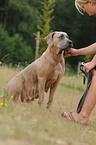 sitting Antikdogge