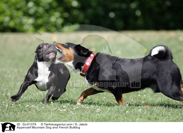 Appenzeller Sennenhund und Franzsische Bulldogge / Appenzell Mountain Dog and French Bulldog / DJ-01379