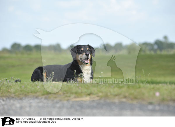 lying Appenzell Mountain Dog / AP-08552