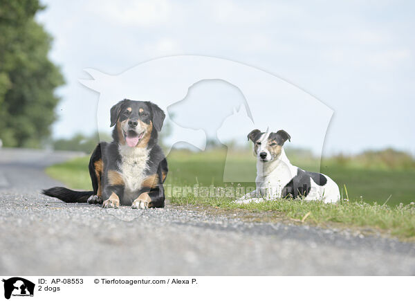 2 dogs / AP-08553