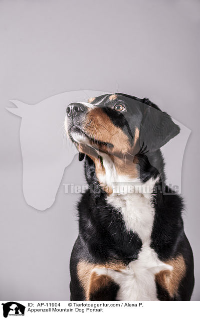Appenzell Mountain Dog Portrait / AP-11904