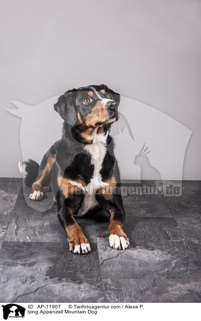 lying Appenzell Mountain Dog / AP-11907