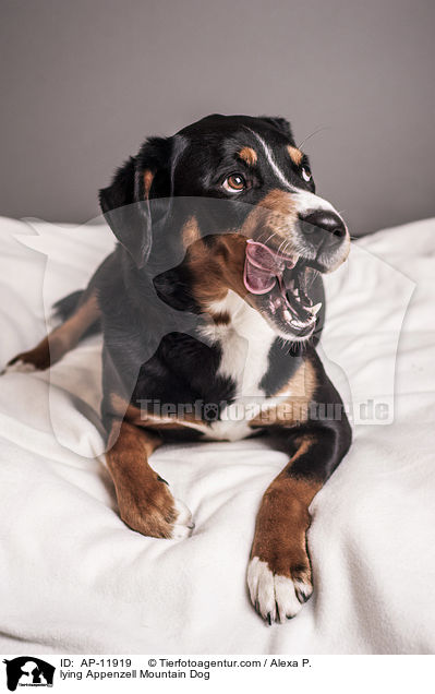 lying Appenzell Mountain Dog / AP-11919