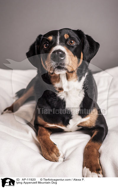lying Appenzell Mountain Dog / AP-11920