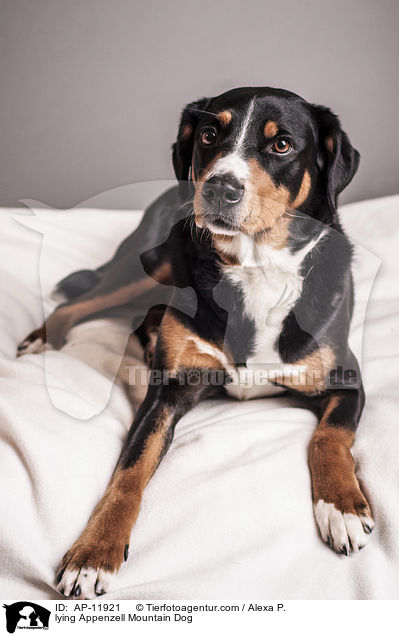 lying Appenzell Mountain Dog / AP-11921