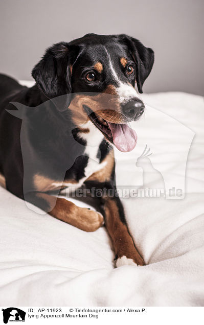 lying Appenzell Mountain Dog / AP-11923