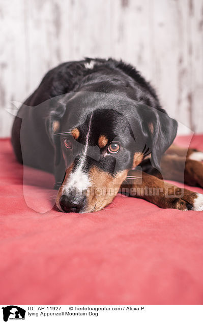 lying Appenzell Mountain Dog / AP-11927