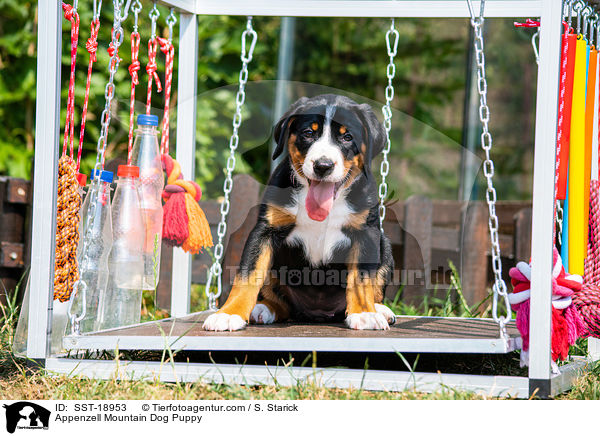 Appenzell Mountain Dog Puppy / SST-18953