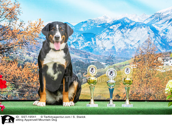 sitzender Appenzeller Sennenhund / sitting Appenzell Mountain Dog / SST-19541