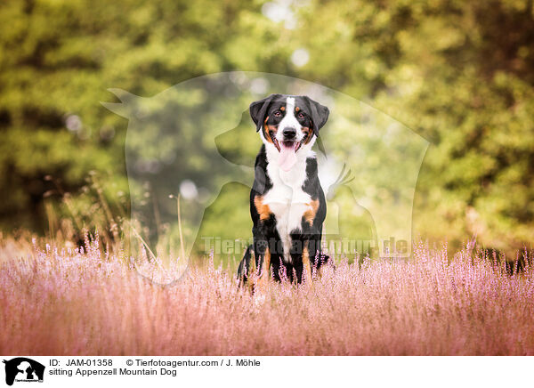 sitzender Appenzeller Sennenhund / sitting Appenzell Mountain Dog / JAM-01358